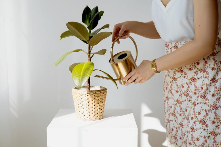 Essential Tips for Keeping Your Houseplants Healthy and Thriving